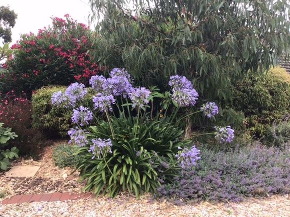 Agapanthus , catmint, a screen of oleander behind 