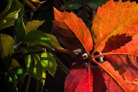 Credit Mrs Z again, for this one. She is a superb photo editor.