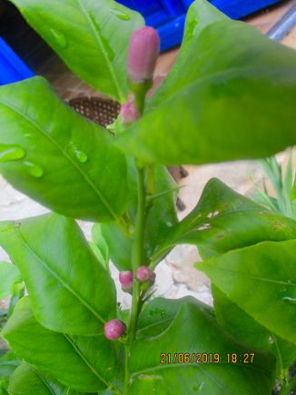 Buds on the baby lemon tree