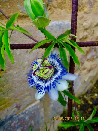 Gorgeous...and then the heat killed it