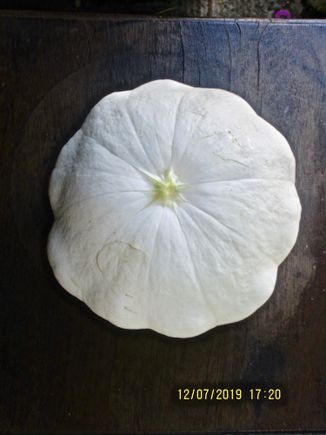 First pattypan