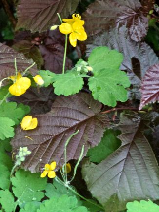 Buttercups (?) everywhere