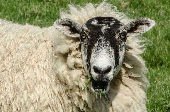 "WOT YOU MEAN, THEY NEVAH GAVE OLE 'GOTHLAMM' ANY MONEY FOR 'IS WOOL? BLOODY HELL!" 