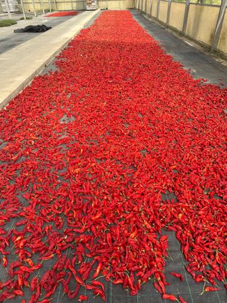 Senise peppers, drying after harvest