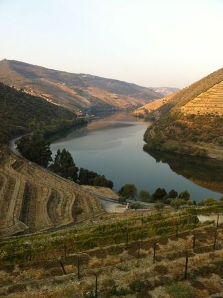 The quinta's vineyards