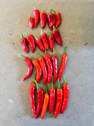 Fish chilis on top; cayenetta on the bottom