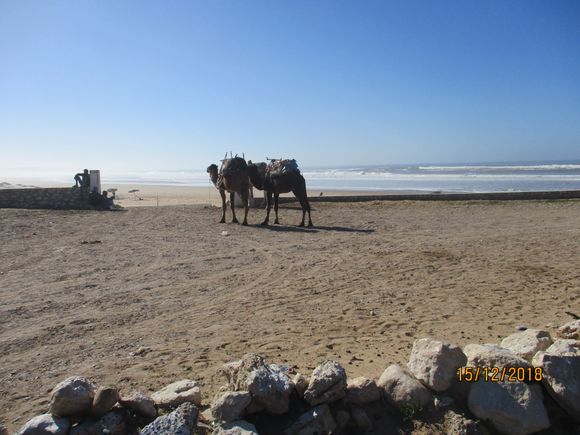 Camels on the beach at Sidi Kaouki