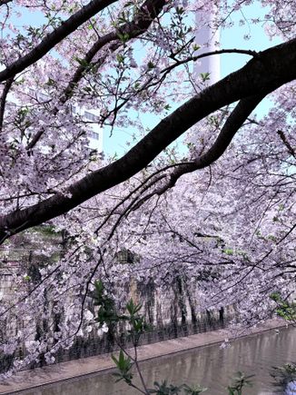 Meguro River