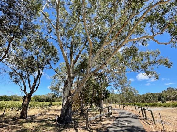 It’s a pleasant place to walk/ ride. 