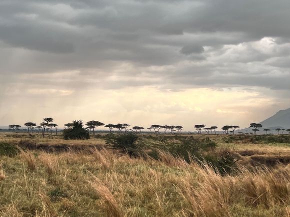 Sunset view Masai Mara