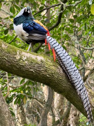 Something very special for dcd. All the birders were very excited to see this colorful specimen.  