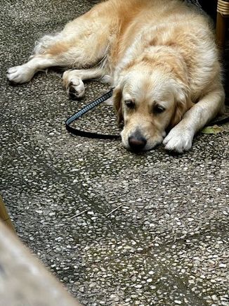 This pup was patiently waiting for his owners to eat their lunch.  My dog would never do this.