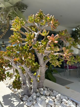 Succulents everywhere...make mine back home look pathetic!!!