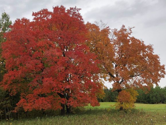 typical Maple trees in this area.
