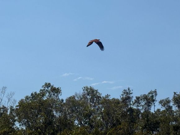 Brahminy Kite on the Tweed River