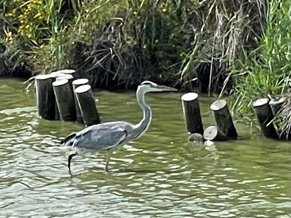 A heron trying to sneak through the flamingo herd