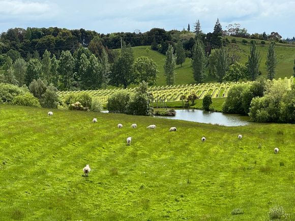 Gravity Cellars Vineyards