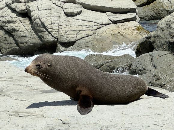 Don't get between the seals and the sea - otherwise, they will feel cornered and will attack