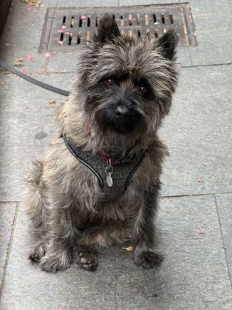 A Cairn Terrier called … PERCY 🤗