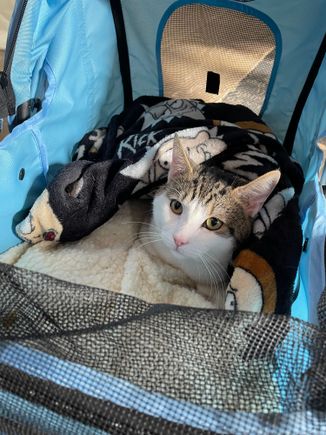 For Florida. The bonnet was taken off so I could get a “better picture.” I really wanted the bonnet to stay on. The cat was touring Southwark Cathedral that day, as was I. This cat’s name is Bertie. 