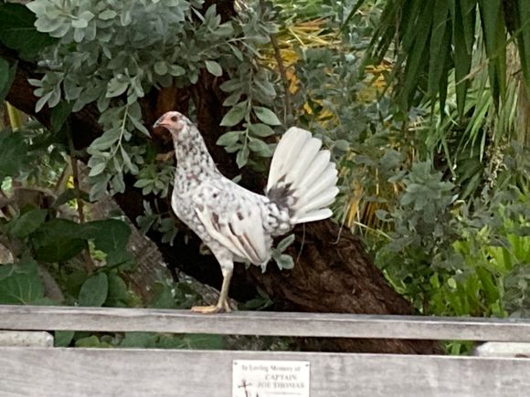 A chicken at our dinner restaurant last night. DH called it Chicken von Braun because it lifted off vertically at great speed to roost in the tree above!