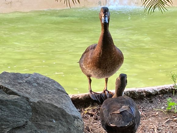 This duck in Cadiz in the Parque Genoves is staring me down