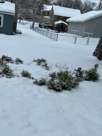 Lots of branch piles. My neighborhood is called Evergreen Park. Evergreens don't like heavy sticky snow.