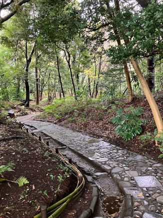 Meandering path through the woodland