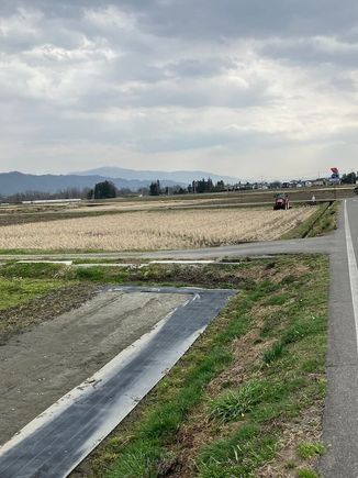 Wasabi fields
