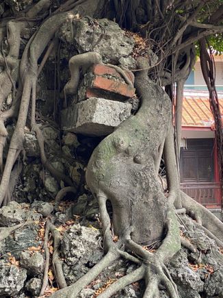 Love how the branches wrap around the bricks! 