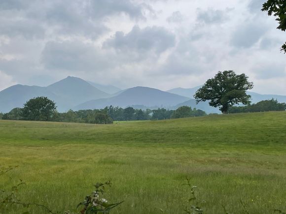 Shot of a meadow with trees
