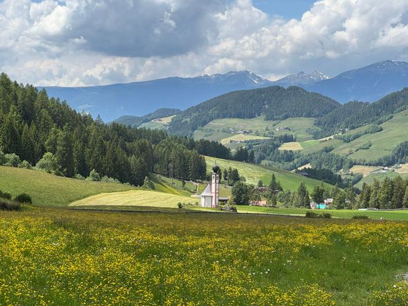 yellow wildflowers in the meadow