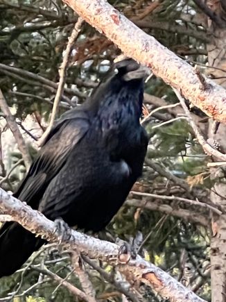 This noisy guy was hanging around a rest stop.