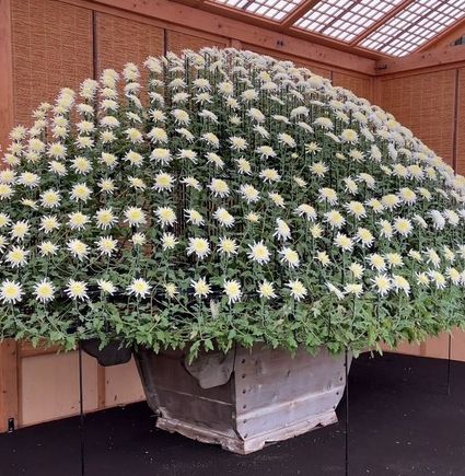 This entire dome of chrysanthemums was cultivated from a single plant over the course of a year.