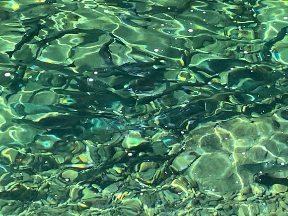 If you look really close you can see salmon in this picture.  I promise they are there!