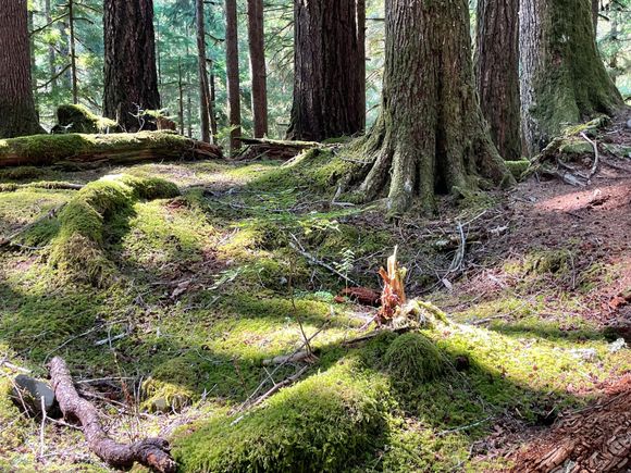 The whole floor is covered in moss.: