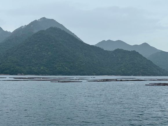 Now on the ferry to Miyajima Island (in the background). Those are oyster farms in the water.