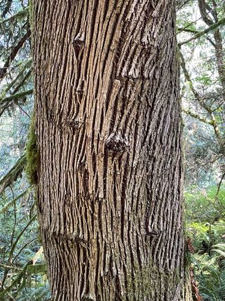 Really interesting bark on this tree, maybe a spruce?  Someone help me!