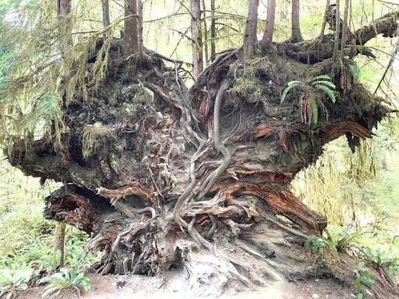 This is the root system of a tree that has fallen over, who knows how long ago.