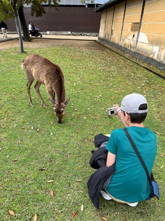 My son photographing a deer