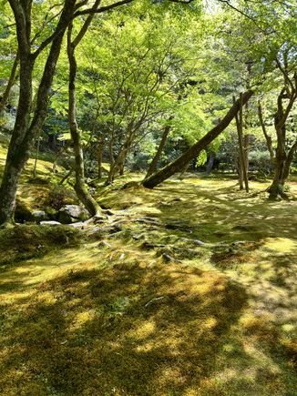Moss at Ginkaku-ji