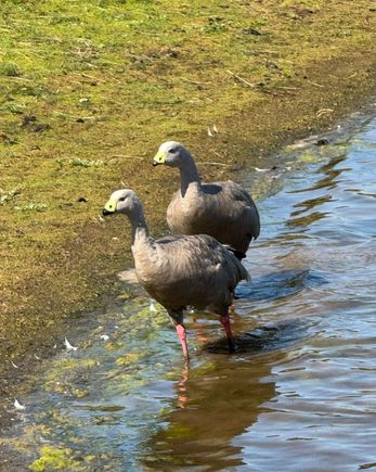 Cape Barren Geese