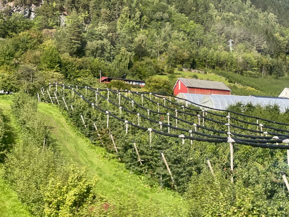 Strawberry farms
