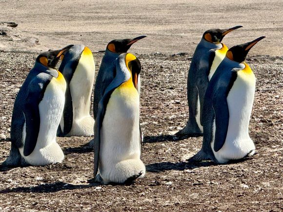 The beautiful King penguins are also part of the colony 