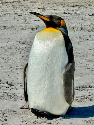 King penguin 