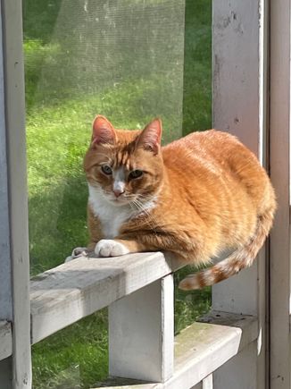 My responsibility this week. Zoom in, I think his thoughts are “Do not point that phone camera in my face again Grandma.”