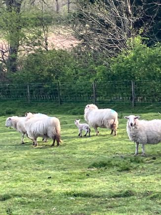 Lots of sheep in all the fields