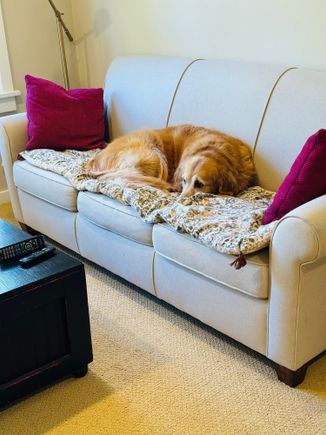 Lily watching the Montana State game in our bedroom. Go Bobcats!