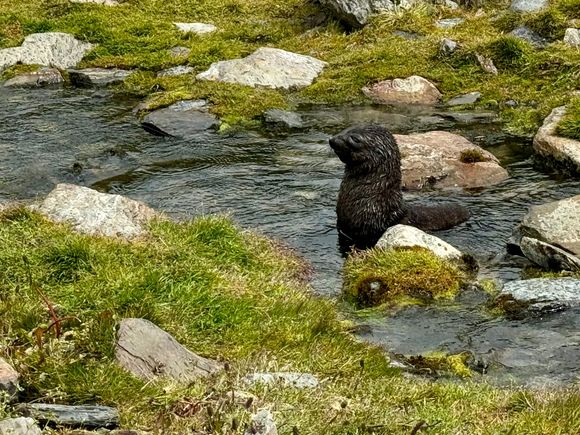 The seal pups love playing in that rock filled stream.