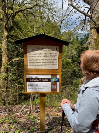 Sign explaining the story behind this "Baby-bearing Horse Chestnut" tree